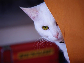 white cat, sweet, white, great, eyes, cat, beautiful, cuteness HD wallpaper
