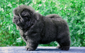 Animals, Fluffy, Dog, Puppy HD wallpaper