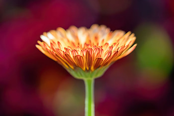 Flower Macro , flowers, macro, nature HD wallpaper