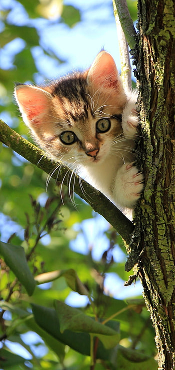 kitten, baby animal, Animal, cat HD phone wallpaper