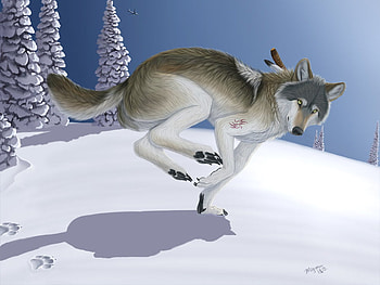 a winter run, dogs, winter, run, wolves HD wallpaper