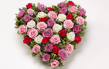 One Heart With a Divine Fragrance, white, roses, beautiful, fresh, pink, scented, love, green, lavender, red, nature, flowers, lovely, forever HD wallpaper