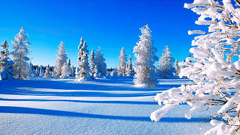 Beautiful winter, blue, winter, frost, snow, trees, sky, beautiful HD wallpaper