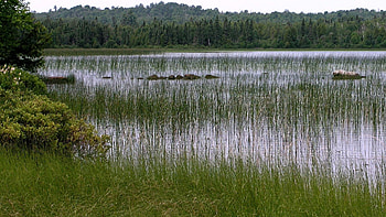 Water Grass, grass, beautiful, nature, water HD wallpaper