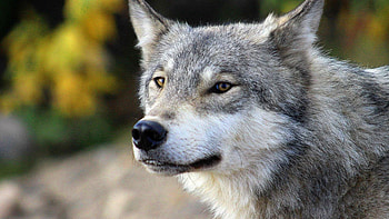 Gray Wolf, Wolf , Majestic creatures, Portrait shots HD wallpaper