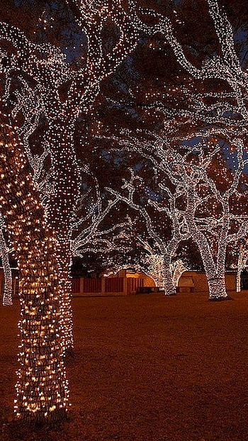 Christmas Lightings, Christmas Lightings Trees HD phone wallpaper
