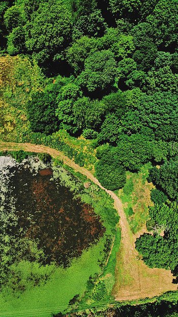 Nature, Water, Trees, Swamp, View From Above, Basin HD phone wallpaper