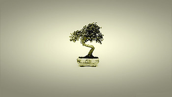 Bonsai tree art backgrounds . HD wallpaper