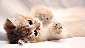 Best cat , Top quality, Amazing felines HD wallpaper