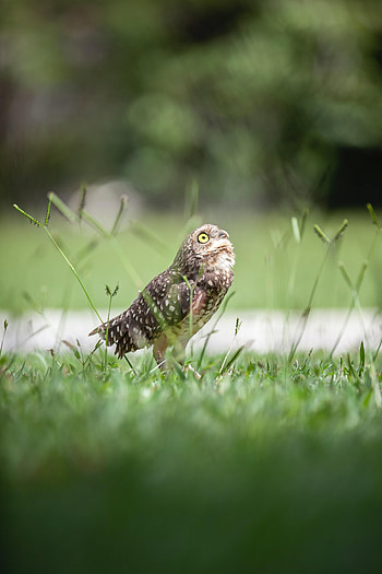 Animals, Grass, Owl, Feather, Bird, Predator HD phone wallpaper