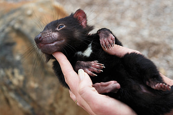 Animals, Hands, Animal, Tasmanian Devil HD wallpaper