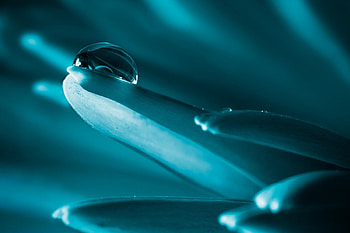 Drops, blue, macro, petals HD wallpaper
