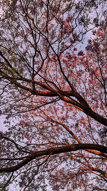 Nature, Leaves, Wood, Tree, Branches, Bloom, Flowering HD phone wallpaper