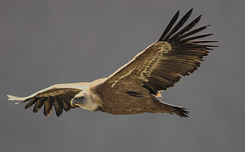 Andalucia's vulture population, Population growth survey, Conservation awareness, VCF's findings HD wallpaper
