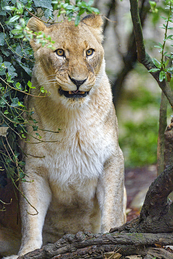 Animals, Branches, Predator, Big Cat, Sight, Opinion, Lioness HD phone wallpaper