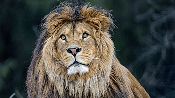 Lion Predator Big Cat Mane Fluffy HD wallpaper