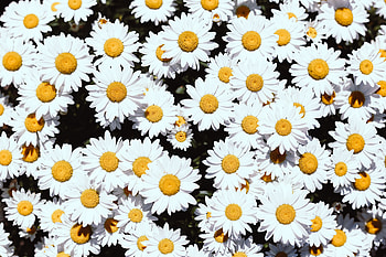 Plants, Flowers, Camomile, Bloom, Flowering HD wallpaper