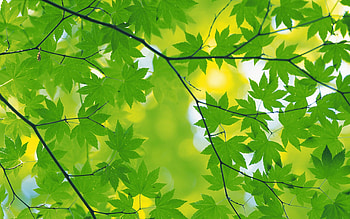 Green leaves inspiration, Verdant beauty, Leafy appreciation, Nature's artistry HD wallpaper