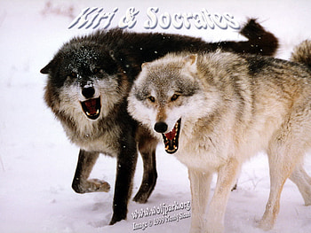 2 Wolves, wolves growling, wolves, black wolves, dogs, puppies, wild dogs, wild wolves, wolves in snow, red fox animal, grey wolves, wildlife, snow, red wolves, nature, wolf pups, coyote HD wallpaper