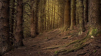 Forest, nature, tree, path HD wallpaper