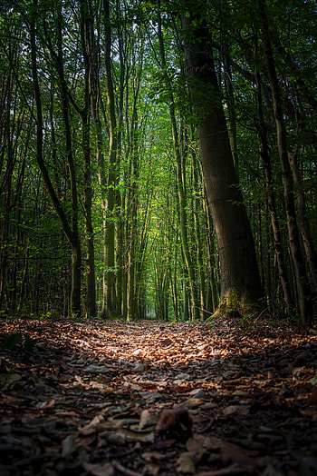 Nature, Trees, Autumn, Forest, Path, Foliage HD phone wallpaper