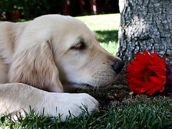 Dog and flower, pay, dog, dogs, cute, puppies, beauty, dog face, flower, animals, adorable, sweet, beautiful, playful, playful dog, puppy, pretty, face, lovely, bubbles HD wallpaper