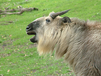 *** Aries ***, graas, aries, animals, sheep HD wallpaper