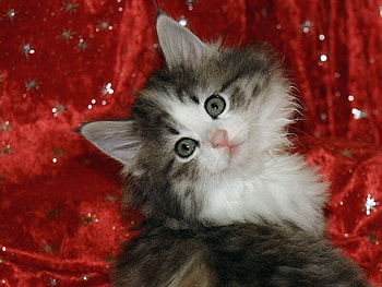 Borealis forest cat , animal, kitten, cat, red HD wallpaper