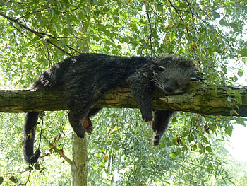 Binturong , backgrounds HD wallpaper