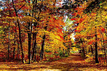Trees, Nature, Autumn, Usa, Road, Forest, Leaf Fall, Fall, United States, Brightly, Wisconsin HD wallpaper