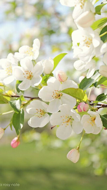 Spring, White Flower Tree HD phone wallpaper