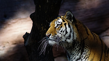 Tiger Glance , tiger, animals HD wallpaper