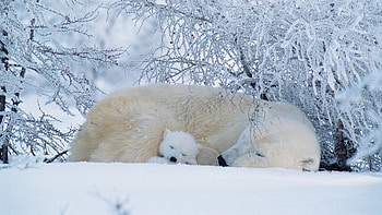 Polar bears asleep in Canada, Animal, polar bear HD wallpaper