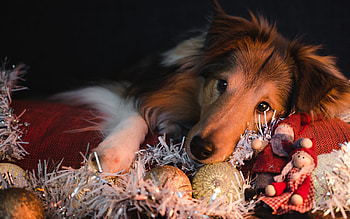 How Much Longer to Christmas?, decorations, dog, christmas, collie HD wallpaper