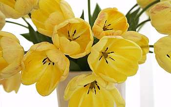 Flowers, Tulips, Bouquet, Vase, Disbanded, Loose HD wallpaper