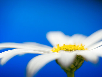 Camomile, Flower, Macro, Petals, Blur, Smooth, Chamomile HD wallpaper