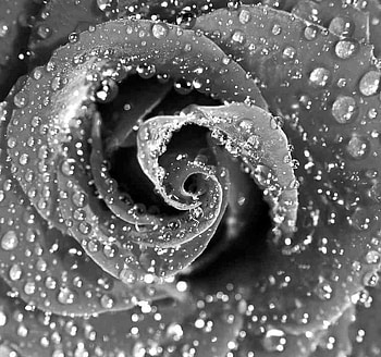 Wet Rose, rose, white, black, rain HD wallpaper