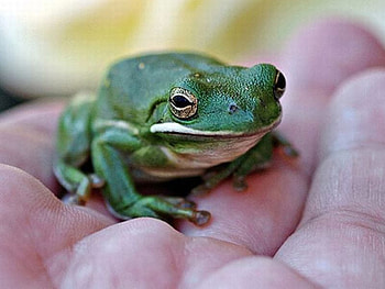 Cute Frog, cool, cute, frog HD wallpaper
