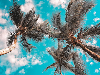 Low angle view of palm trees against a bright blue tropical sky with clouds. HD wallpaper