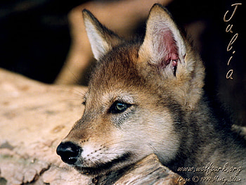 Cute Baby Wolf Pup, sleepy puppy, wolves, baby wolves, puppies, national wildlife parks, nature, rocks, cute animals HD wallpaper