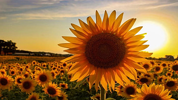 Sunflower Field near Bristol, Wisconsin, sky, sunset, blossoms, summer, clouds, usa HD wallpaper