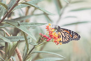Monarch Butterfly, animal, monarch, butterfly, insect HD wallpaper