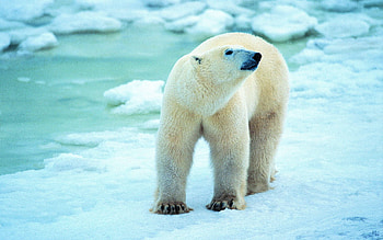Animals, Snow, Stroll, Antarctica, Polar Bear HD wallpaper