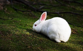 Animals, Grass, Climb, Hare HD wallpaper