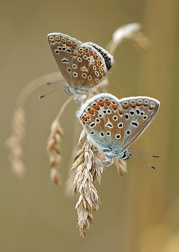Animals, Butterflies, Macro, Ears, Wings, Spikes HD phone wallpaper