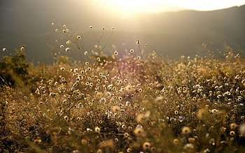 Nature, Grass, Shine, Light, Vegetation, Meadow HD wallpaper