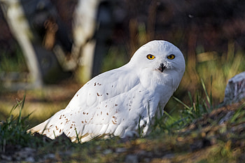 Animals, Owl, Feather, Bird, White Owl HD wallpaper