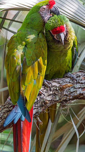 Parrot, Strange HD phone wallpaper
