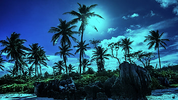 Tropical Moonlights, palms, night, paradisiac, clouds, rocks, beach HD wallpaper