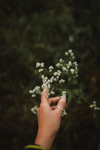 Flowers, Hand, Miscellanea, Miscellaneous, Ring, Fingers HD phone wallpaper